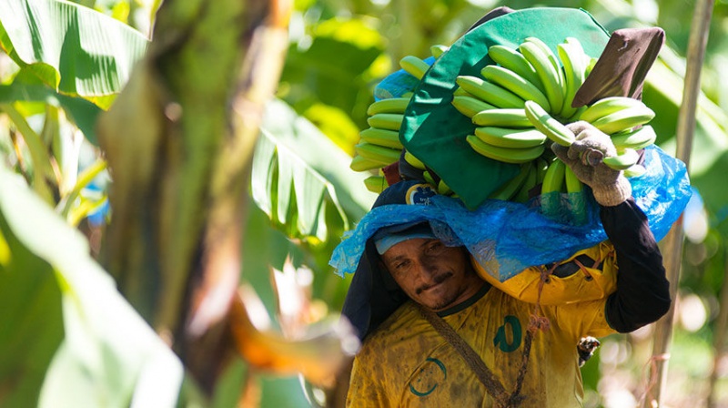 Production of fruit and other goods has grown steadily in the northeastern state of Ceara. Farms such as this one, run by Tropical Nordeste SA, have benefitted from a program of canal building. REUTERS/Davi Pinheiro
