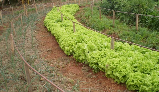 organic garden