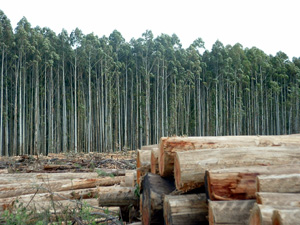 eucalyptus